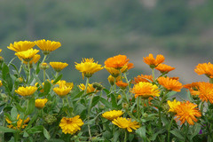 Calendula officinalis